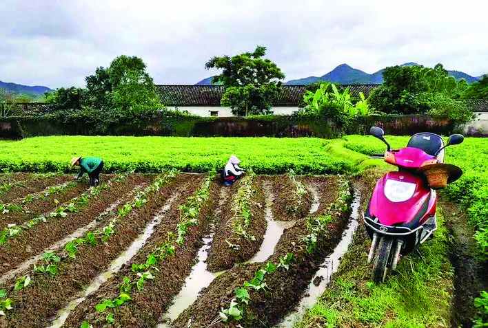     村民在種植檳榔薯。